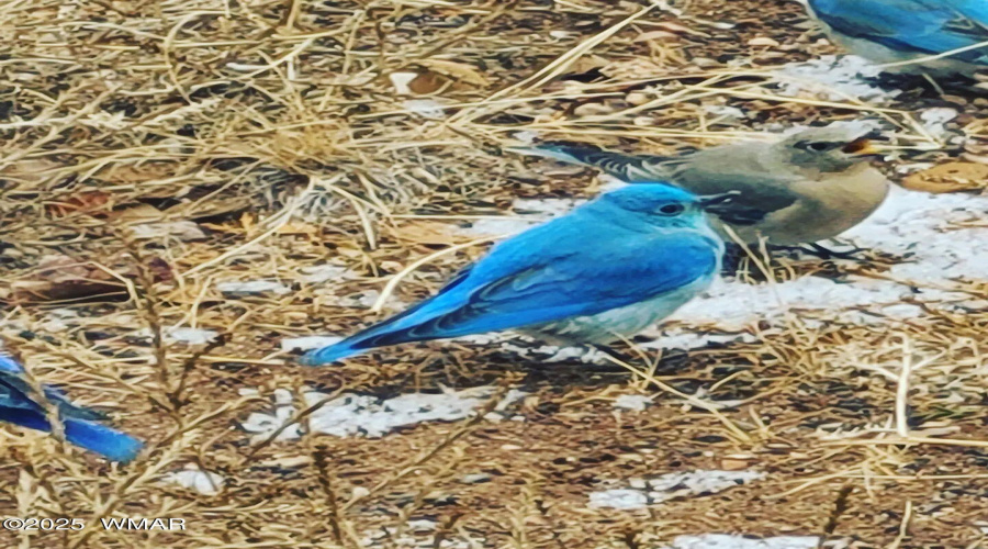 Mountain Bluebirds
