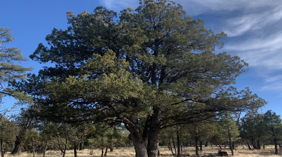 Huge Juniper