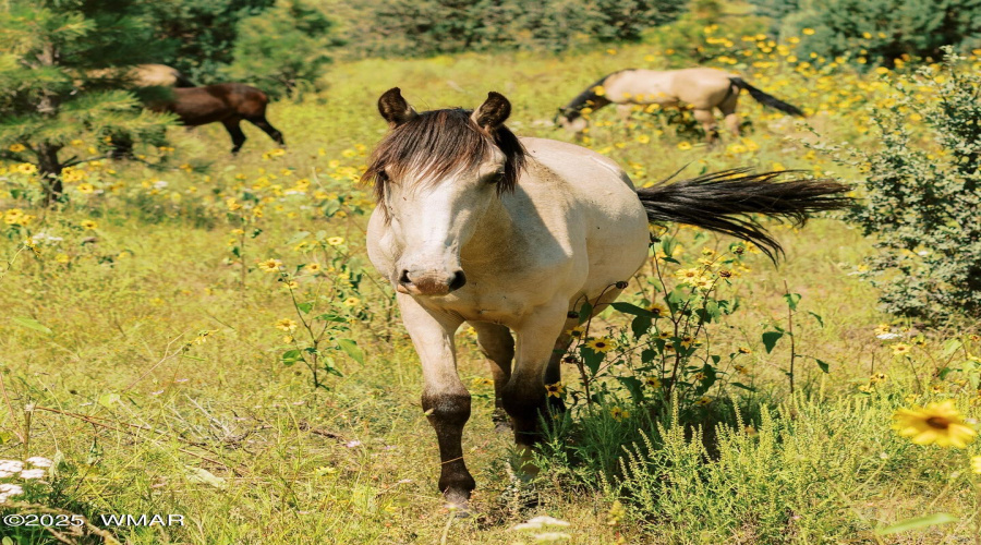 BEAUTIFUL WILD HORSES