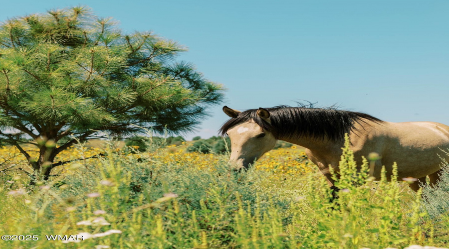 BEAUTIFUL WILD HORSES