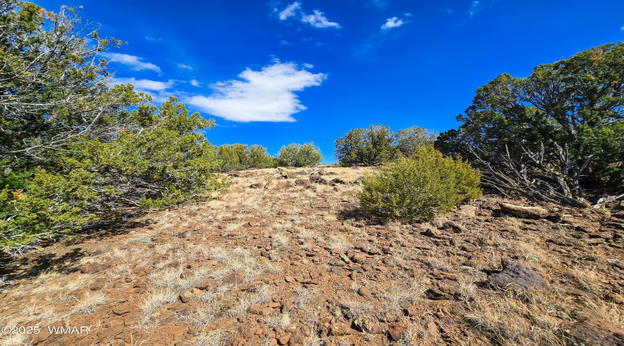 Mature Juniper Trees