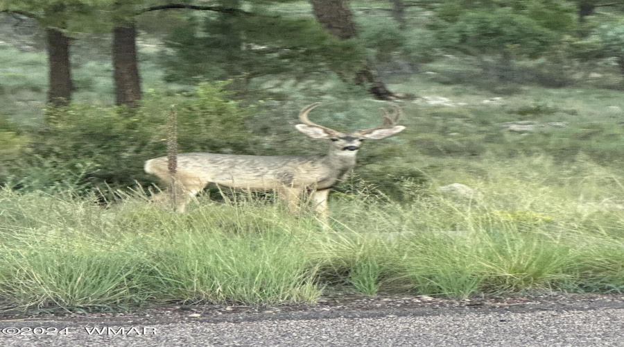 DEER IN THE FOREST