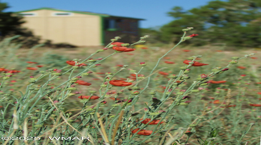 wildflowers