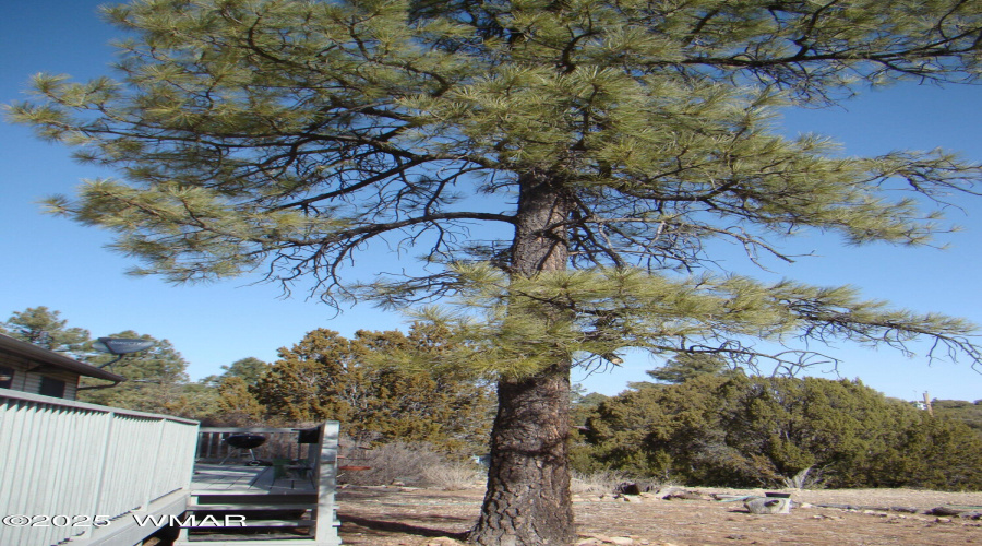 Ponderosa Pine