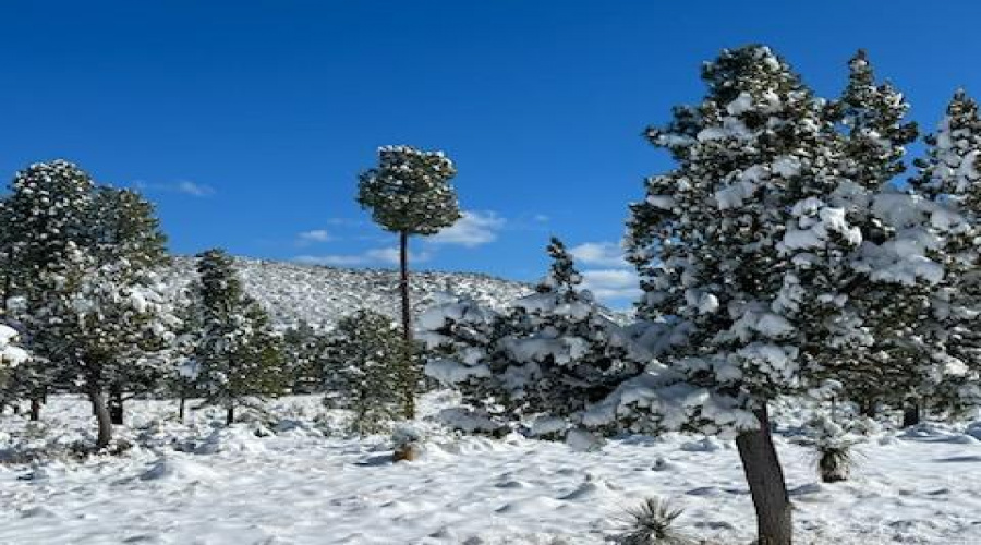 Backyard with snow