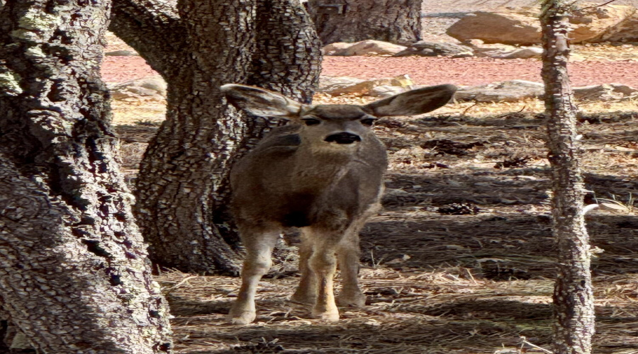 Neighborhood wildlife