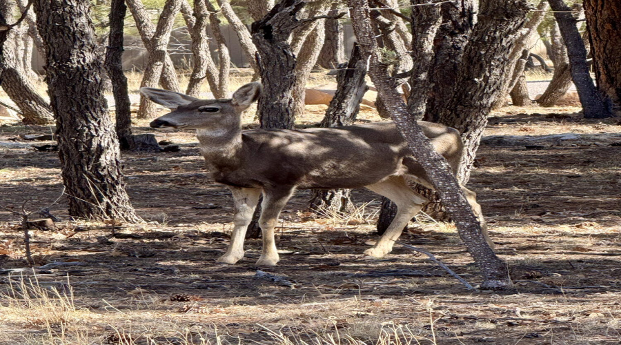 Neighborhood wildlife in front