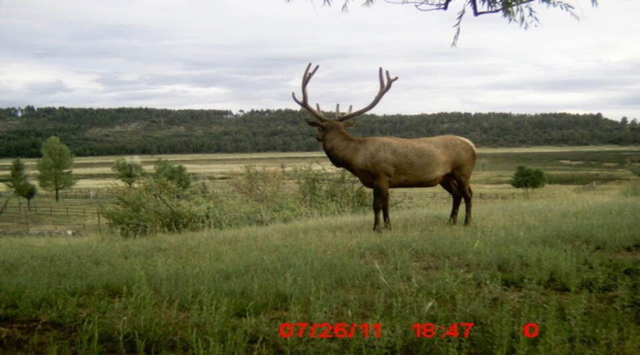 Wildlife