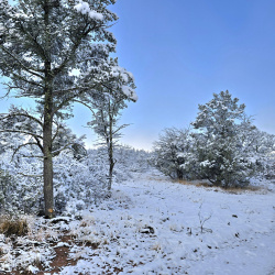 40 Acres Mature TREES