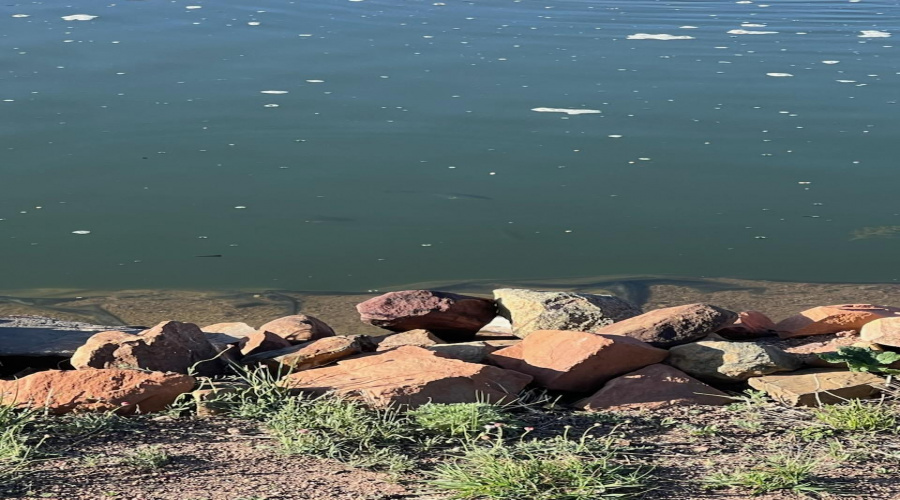 fish in pond