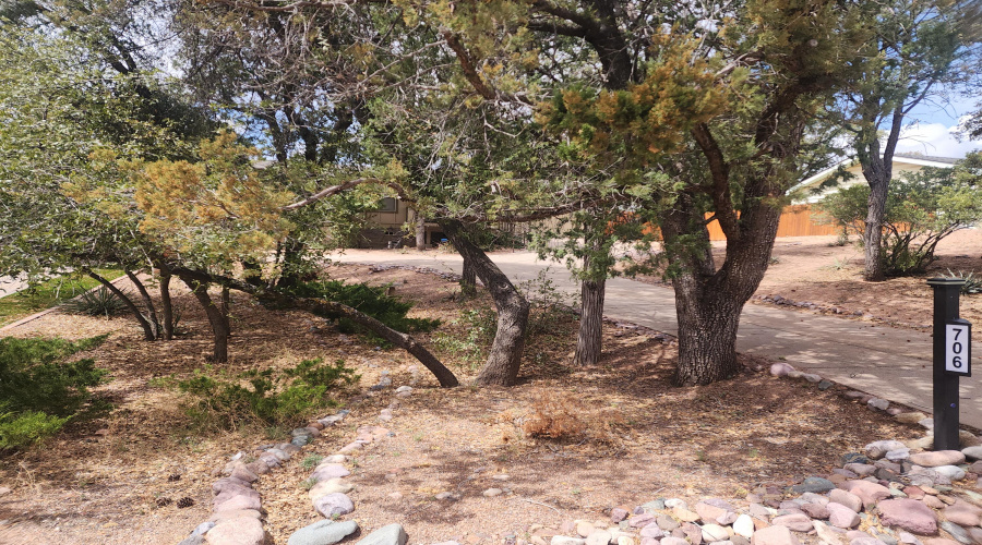 In the trees front