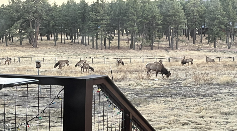 elk visiting