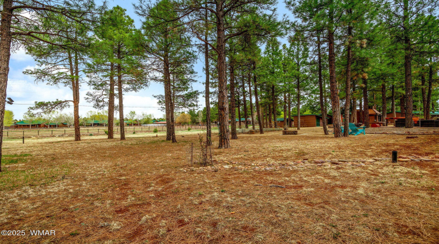 MATURE TREES ON THE LOT
