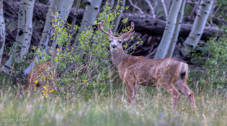 wildlife abounds