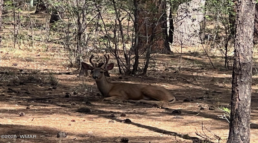 deer