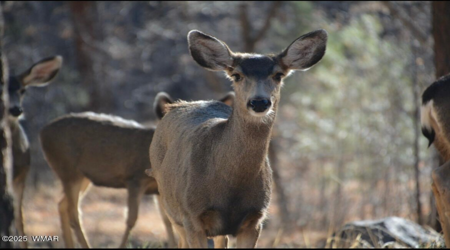 Daily Guests from the USFS