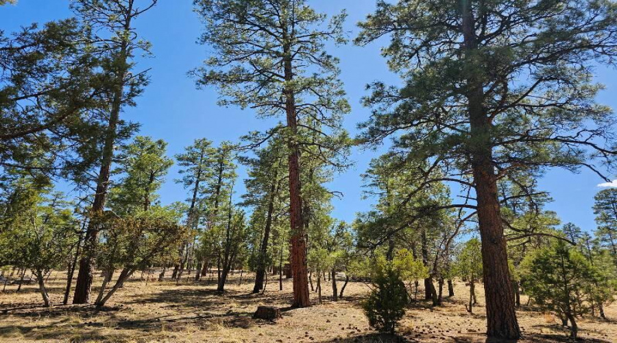 Tall Pines