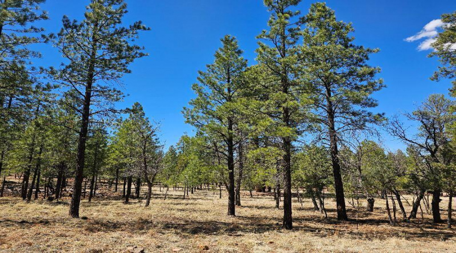 Tall Pines