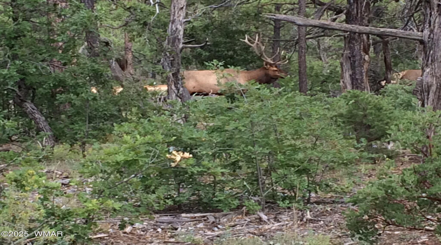 Bull Elk IMG_1838