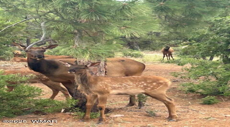 Elk in Snow Creek