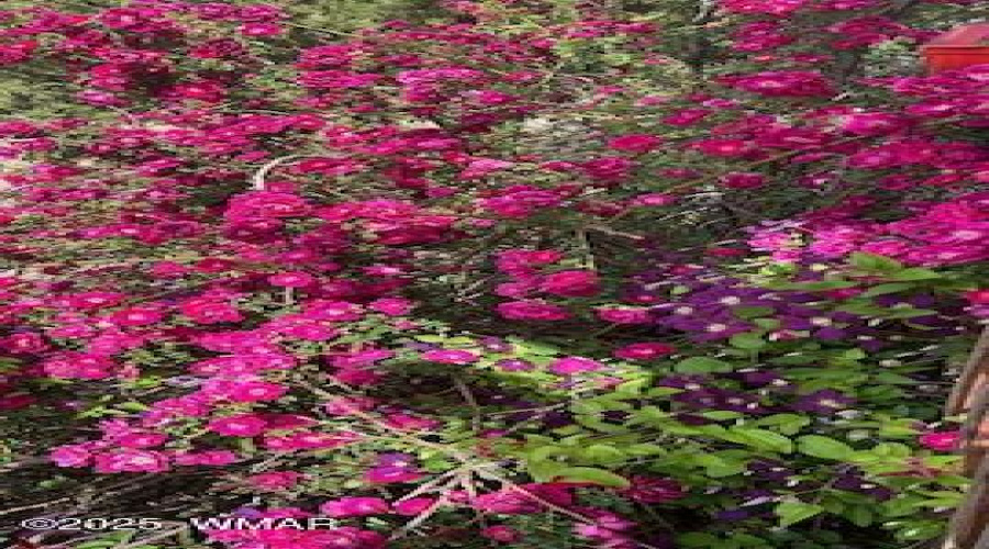 IMG_2937(1)