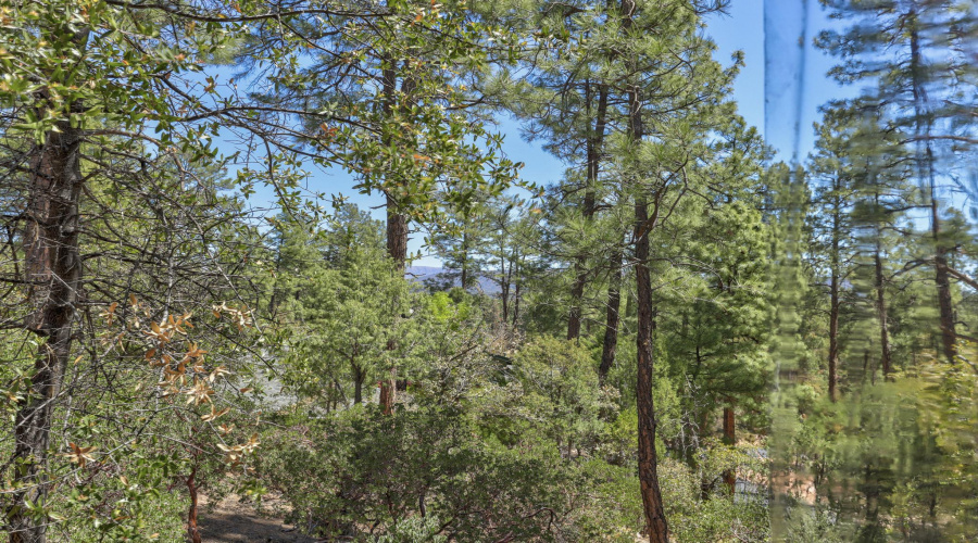 Nestled in the Pines