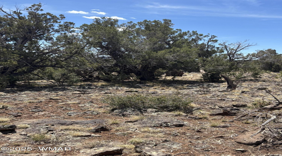 High Desert Forest