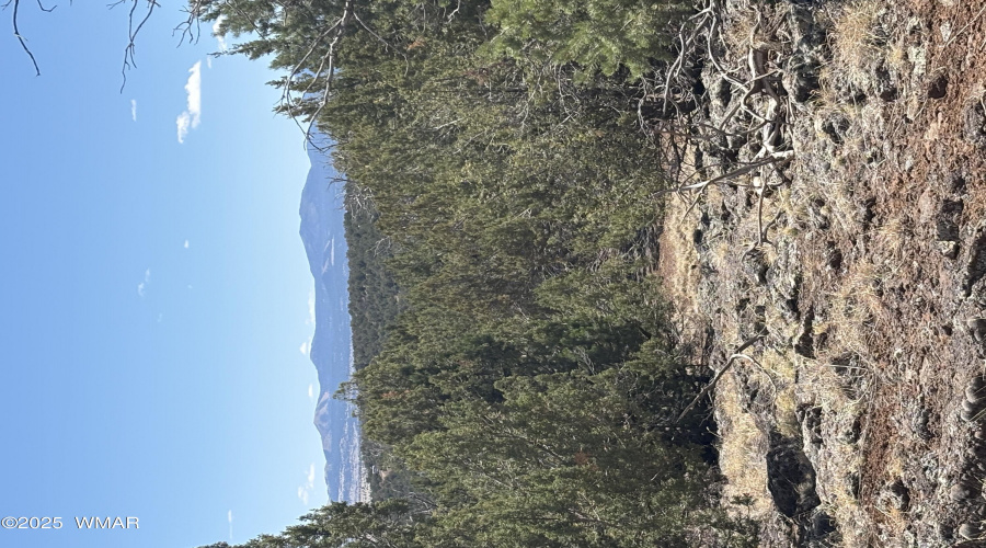 The White Mountians