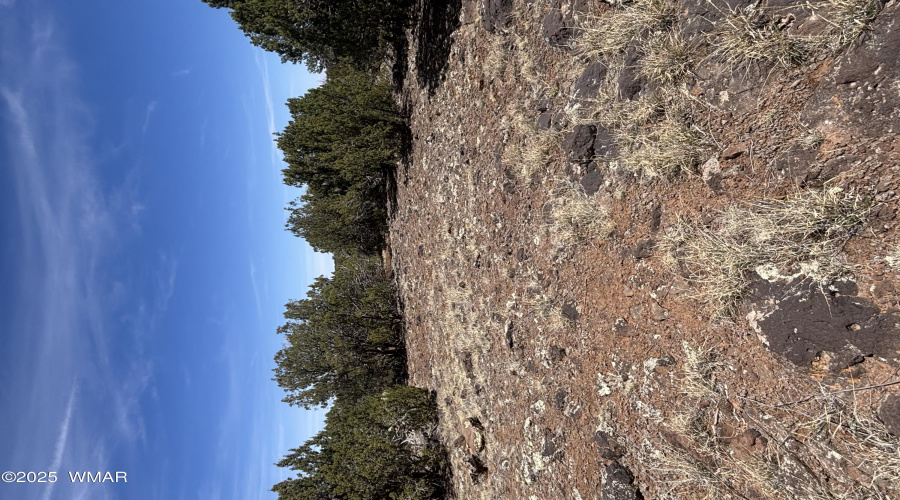Trees