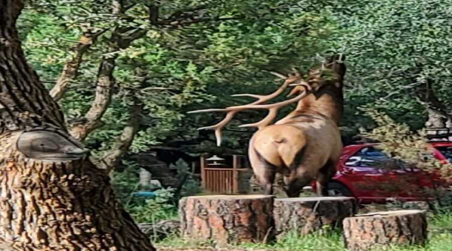 Big Elk