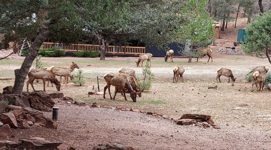 Many Elk