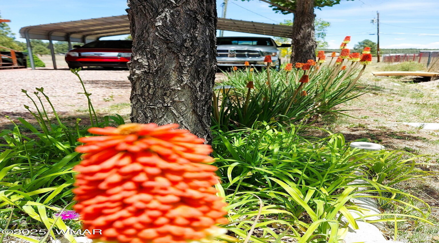 Vegetation Towards Carport