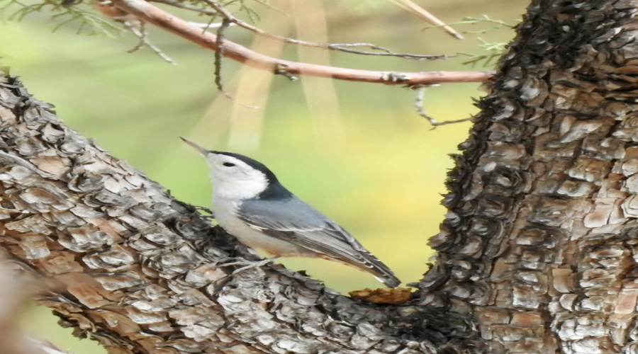 Beautiful local birds