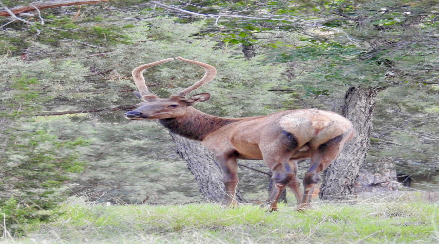 Wildlife