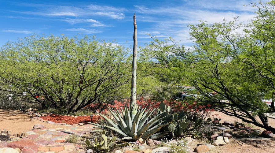 Blooming Century Plant