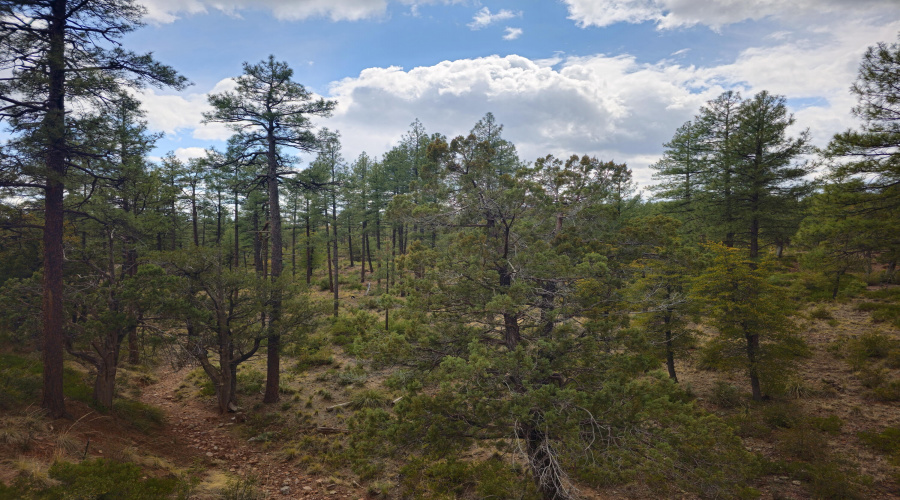 Forest is Your Backyard