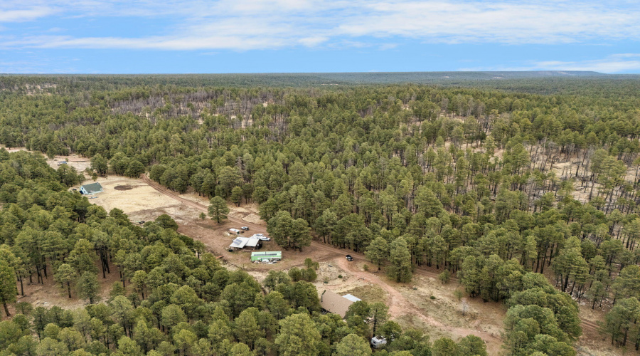 117-web-or-mls-Forest Drone-23