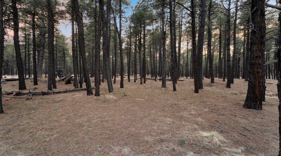 1-web-or-mls-Forest Twilight-01