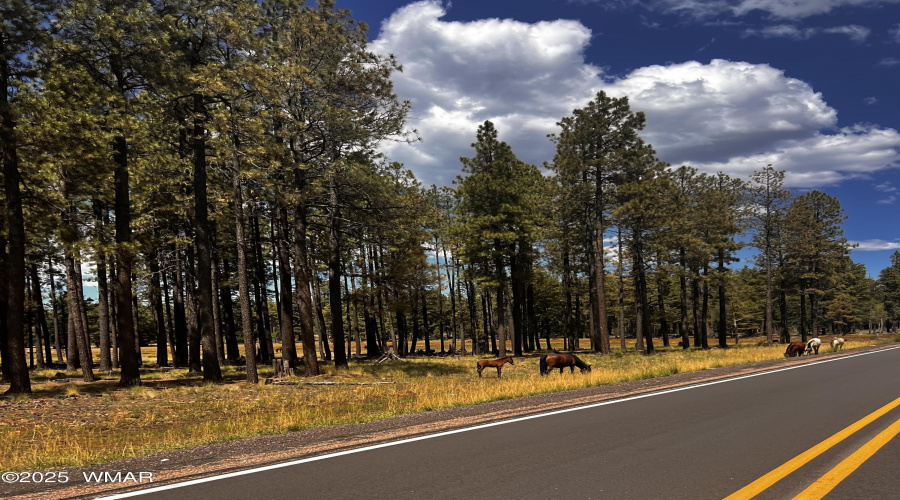 WILD HORSES ON 260