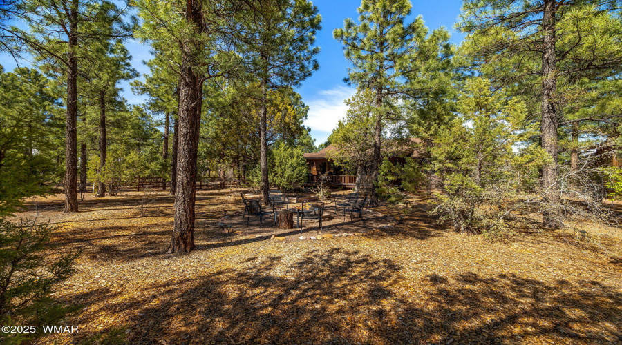 Multiple Trees in Backyard