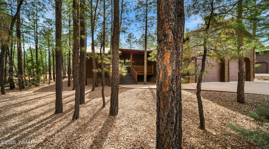 Tall Pines
