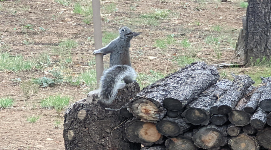 Wildlife