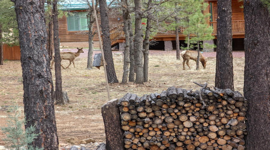 Grazing Elk