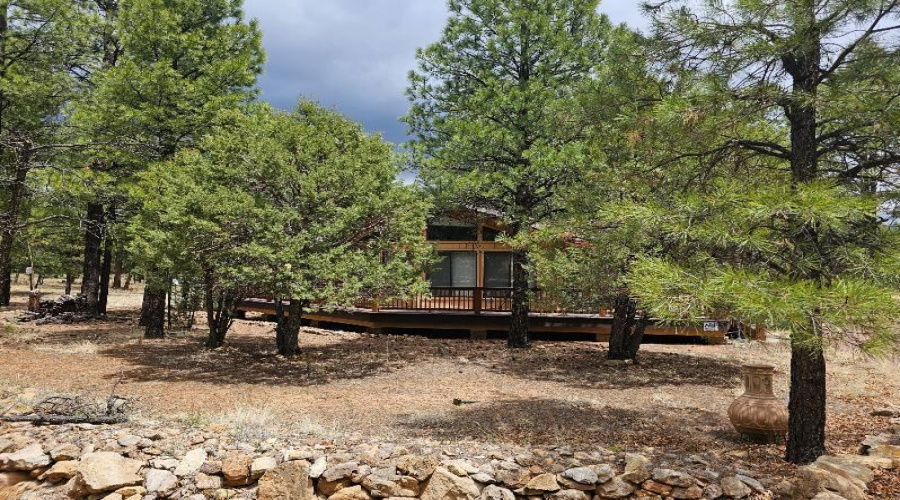 Ponderosa Pines