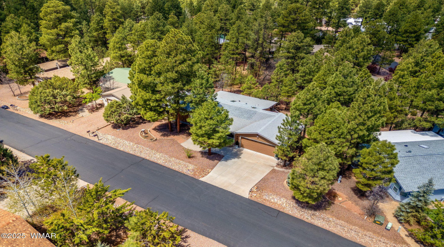 Abundant mature Pines