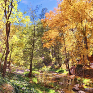 backyard autumn creek view