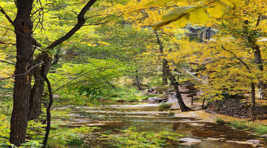 Backyard Creek