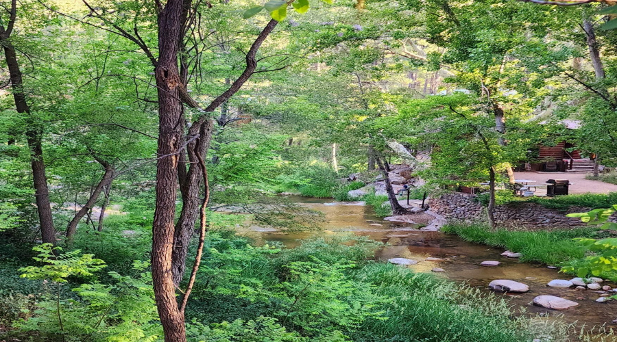 Summer Backyard Creek