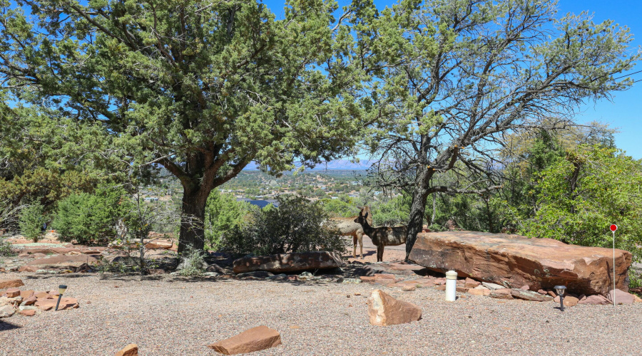 Wildlife on property