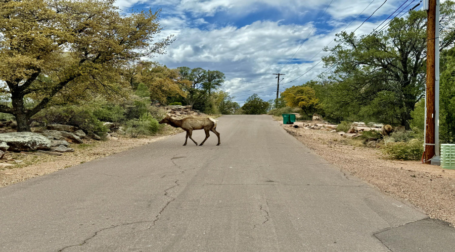 Neighborhood wildlife